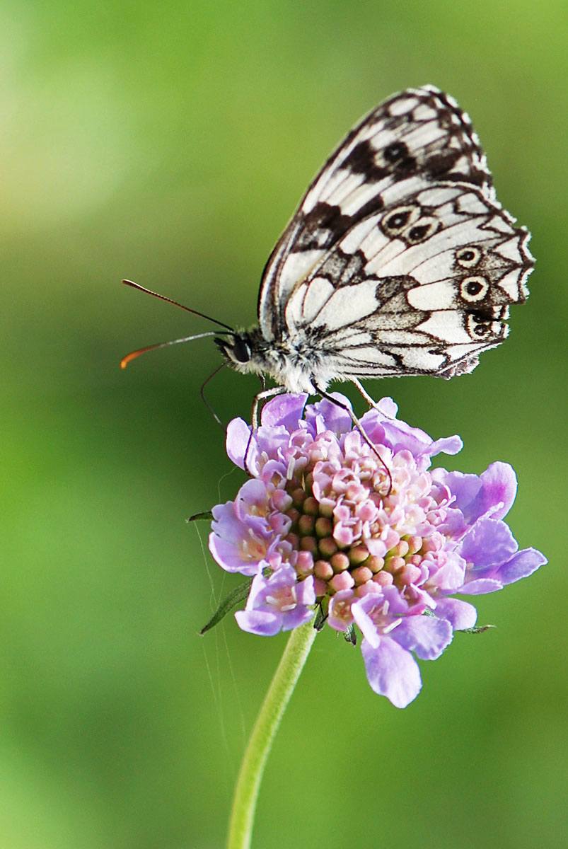 Melanargia galathea aberrante e altre forme, del Vicentino